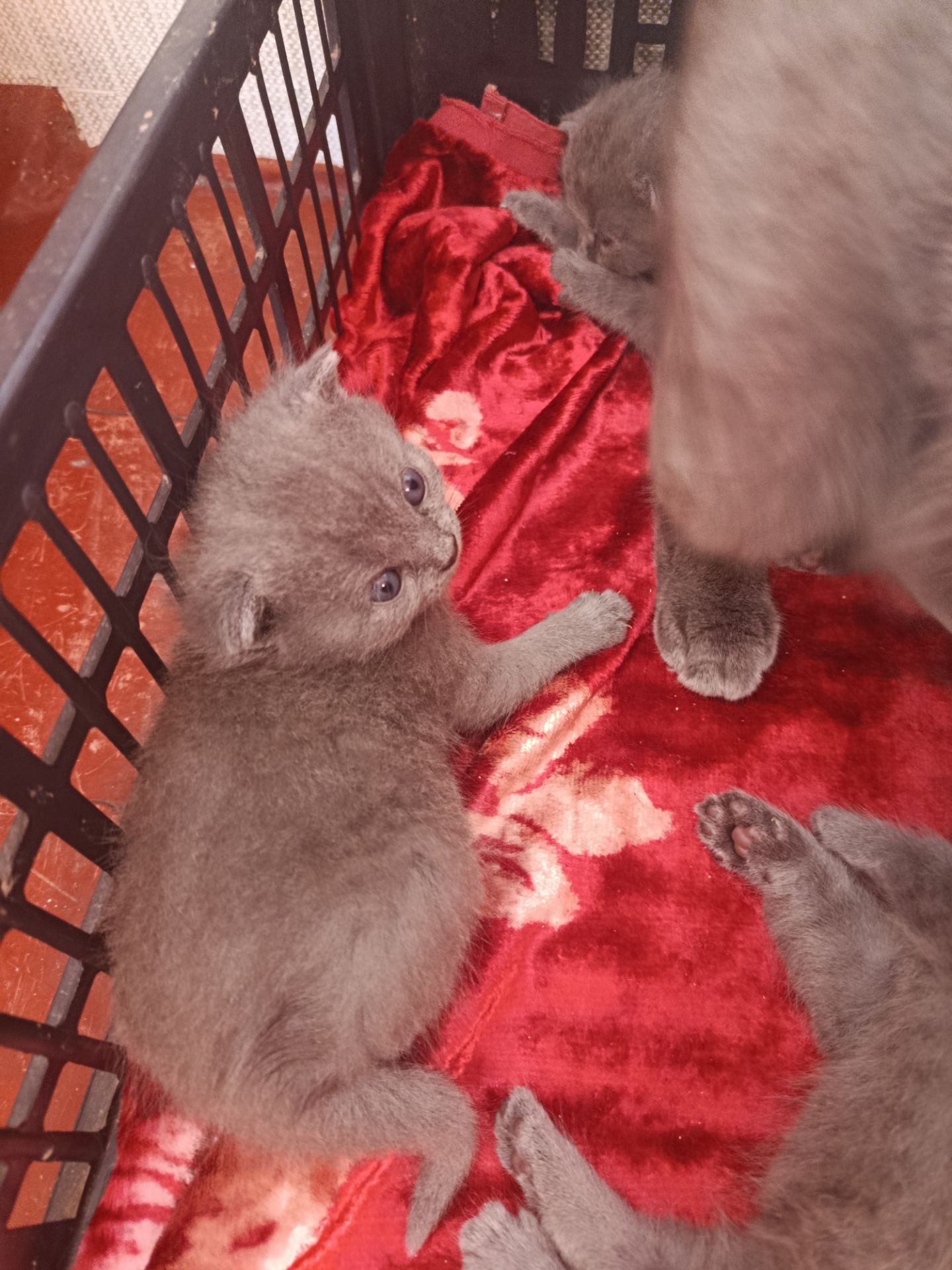 Кошенята британець, шотландець