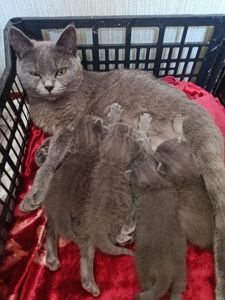 Кошенята британець, шотландець
