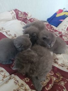 Кошенята британець, шотландець