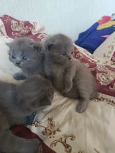 Кошенята британець, шотландець
