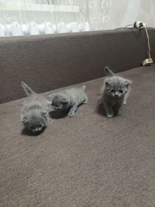 Кошенята британець, шотландець
