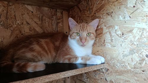 Руденький котик Локі 🧡🐈 врятований з лісу шукає дім, Київ