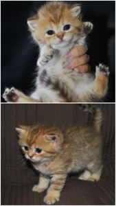 Шотландські кошенята