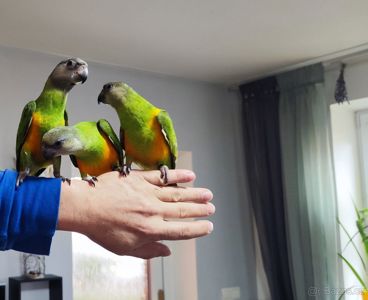 Сенегальські папуги, Сенегал