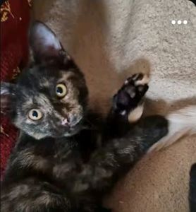3 міс вік, Норкова Шоколадно-кремова Кото-принцеса