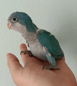 Ручной птенец монах