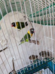 Продам пару нерозлучників маскових
