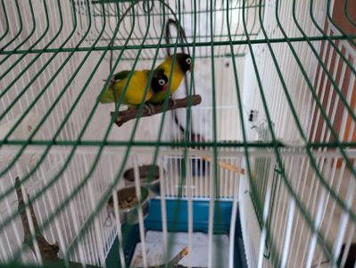 Продам пару нерозлучників маскових