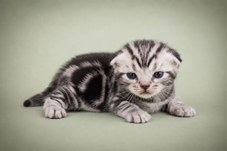 Нові Американські короткошерстні кошенята. Резерв та продаж
