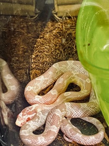 Маисовый полоз Snow (Pantherophis guttatus)