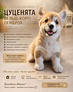 Вельш-коргі пемброк