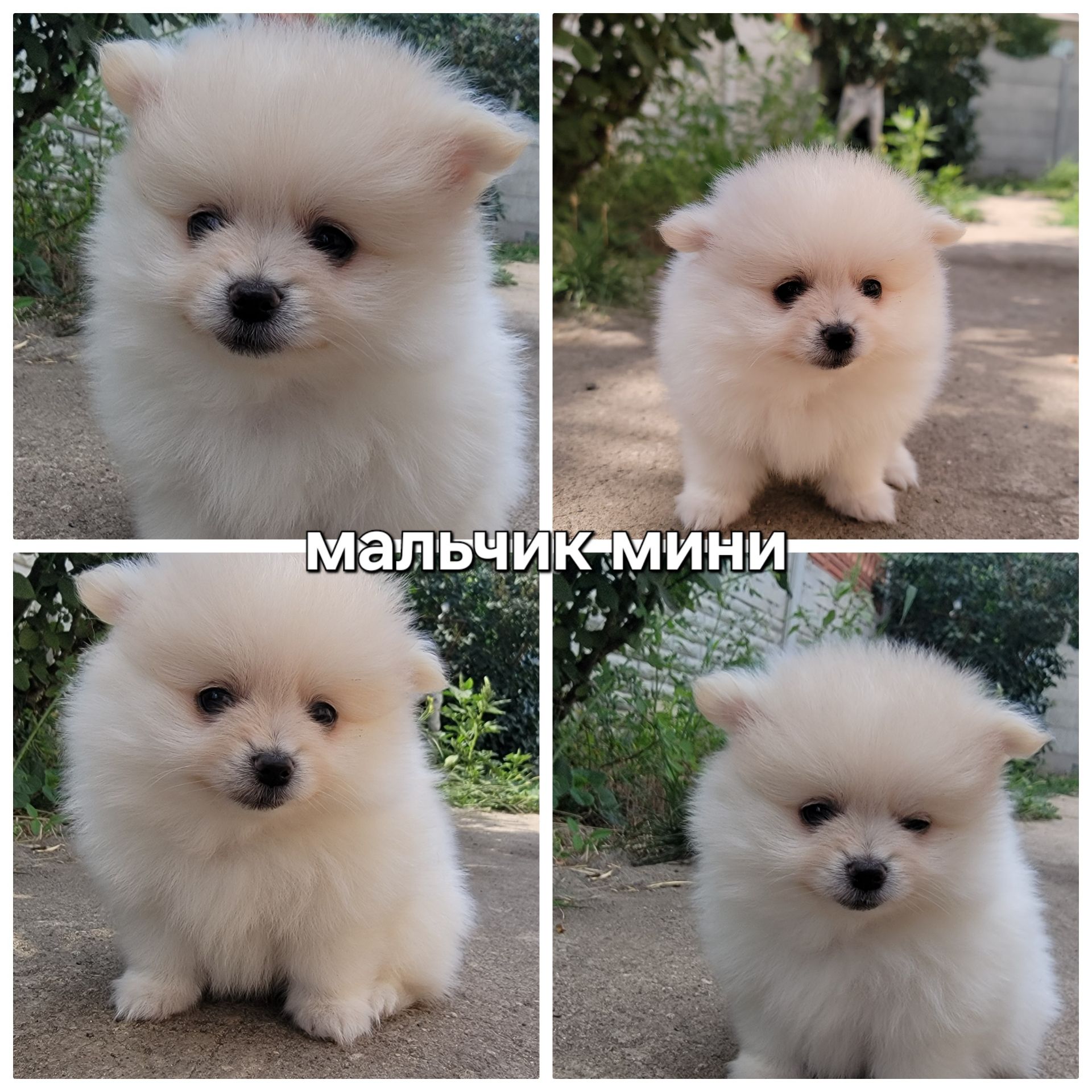 Щенки померанского