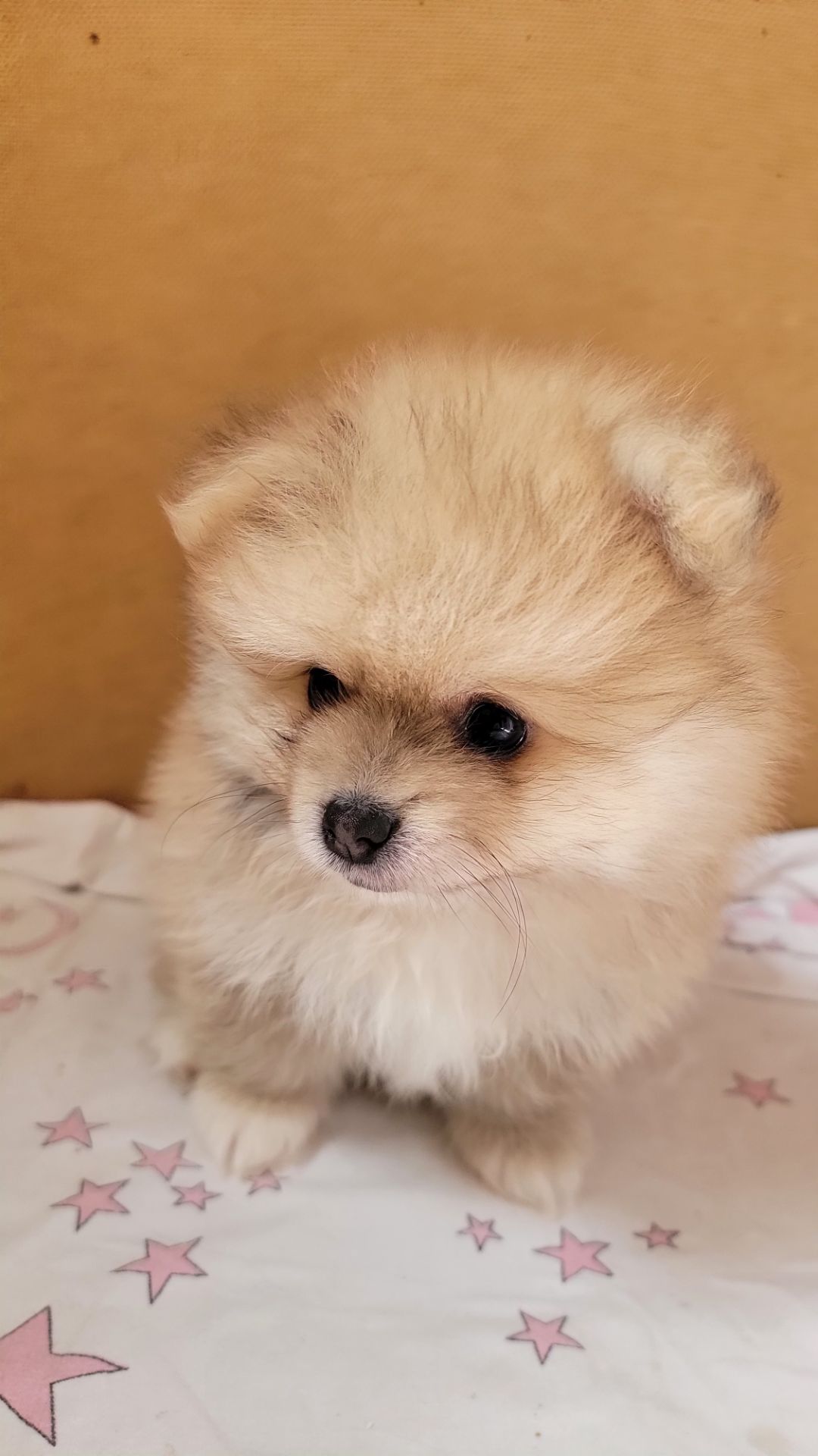 Щенки померанского