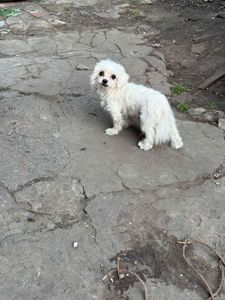 Хлопчик мальтезе 5 років