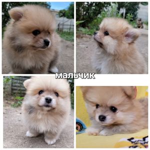 Щенки померанского