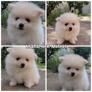 Щенки померанского