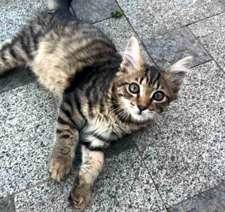 Кошеня Сенді