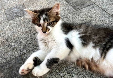 Кошеня Сем
