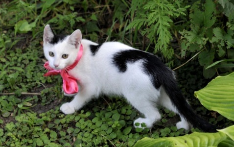 Кошеня Бейлі