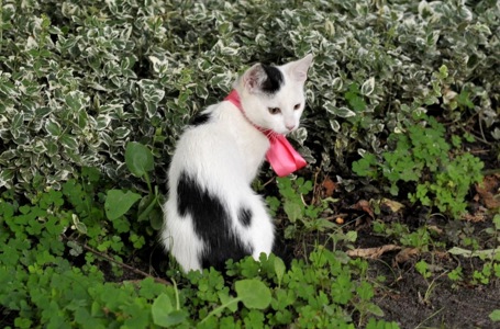 Кошеня Бейлі