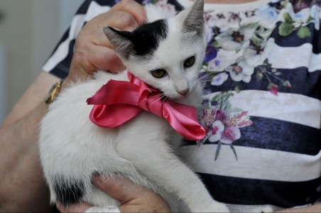 Кошеня Бейлі