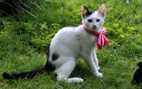 Кошеня Бейлі