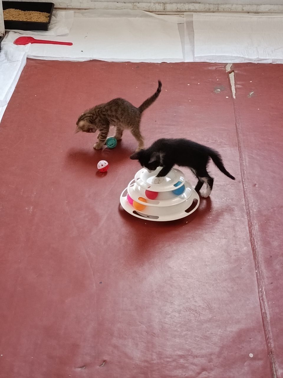 Кошеня Паприка шукає дім
