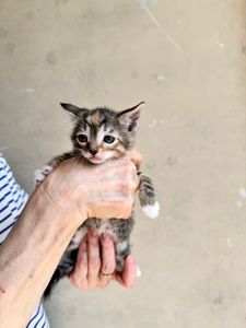 Кошеня Черепашка шукає дім