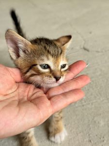 Кошеня Паприка шукає дім