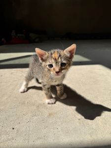 Кошеня Черепашка шукає дім