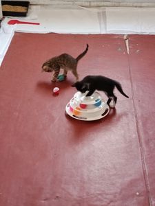 Кошеня Паприка шукає дім