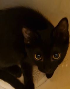 КотоОберіг з родини КотоЧаклунок