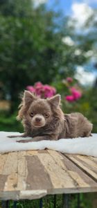 Длиношерстный мальчик чихуахуа КСУ