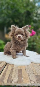 Длиношерстный мальчик чихуахуа КСУ