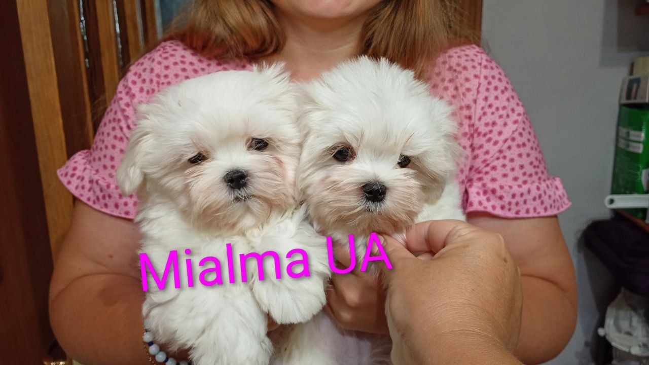 Мальтійська болонка (мальтезе)КСУ