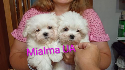Мальтійська болонка (мальтезе)КСУ