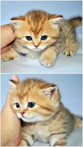 Шотландські кошенята