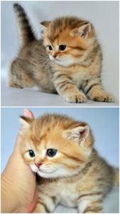Шотландські кошенята