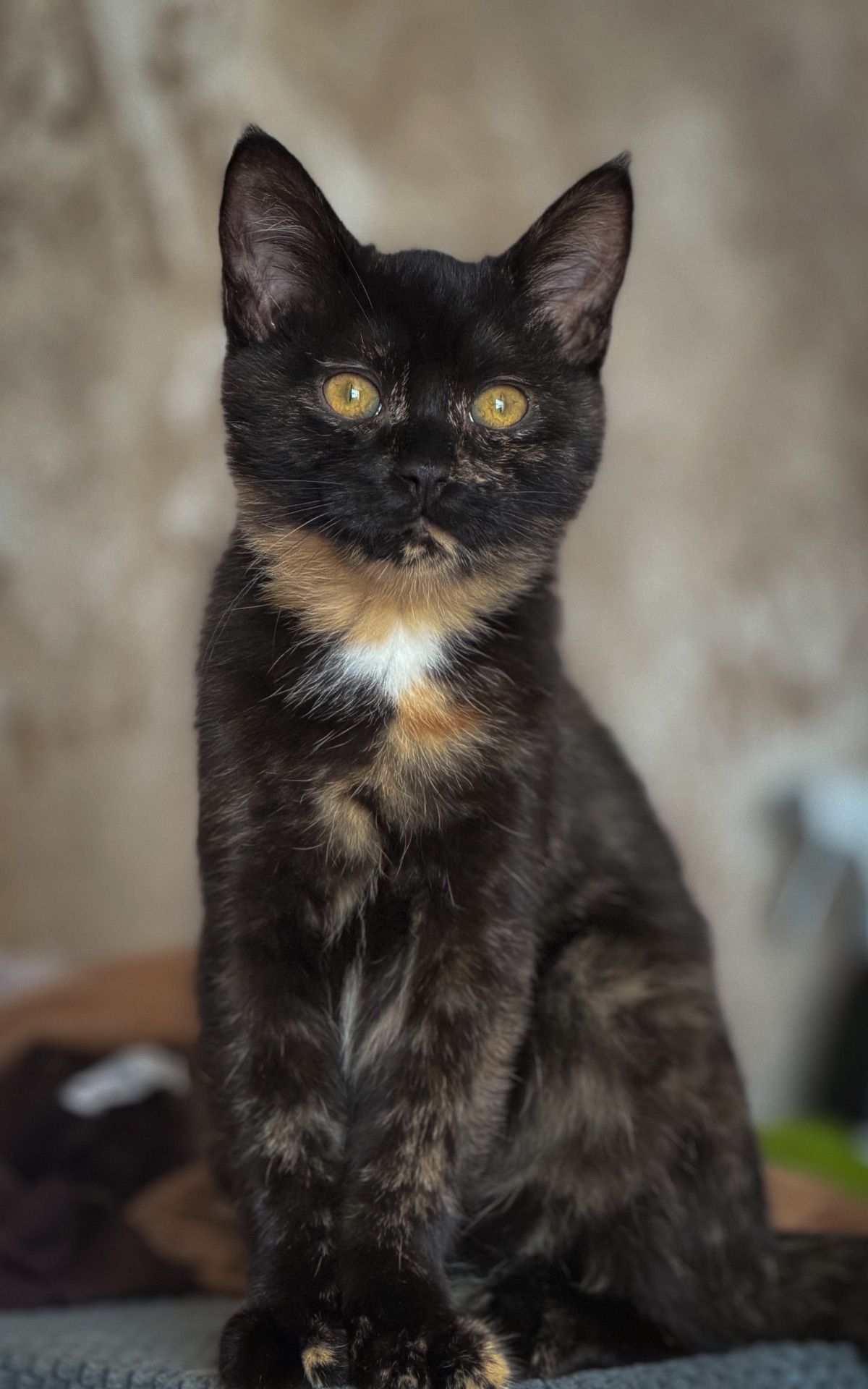 Дівчинка Асті шукає родину!