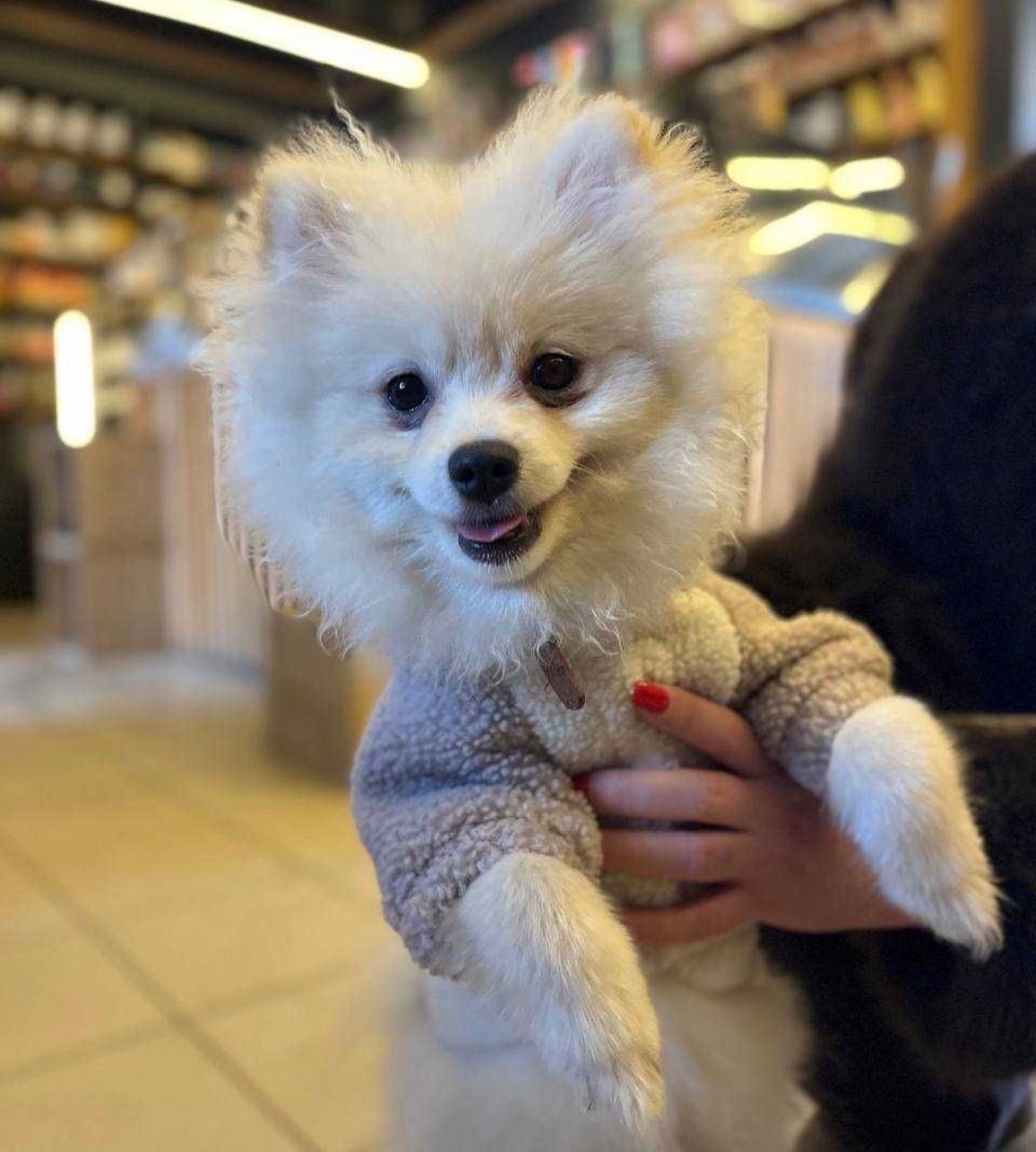 мальчик померанский шпиц