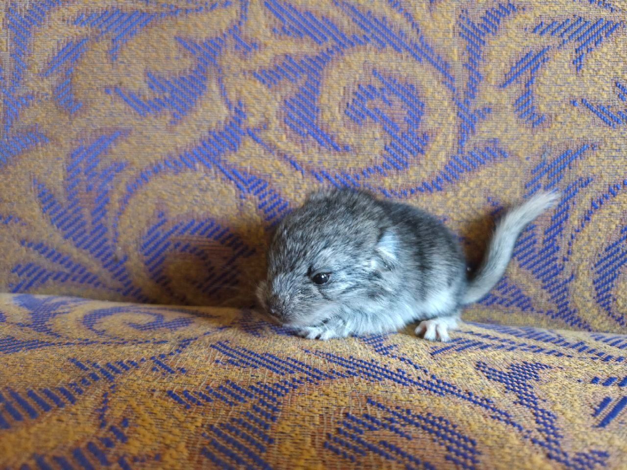 Домашня шиншила, малюк