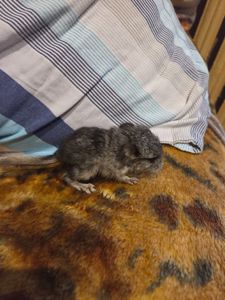 Домашня шиншила, малюк