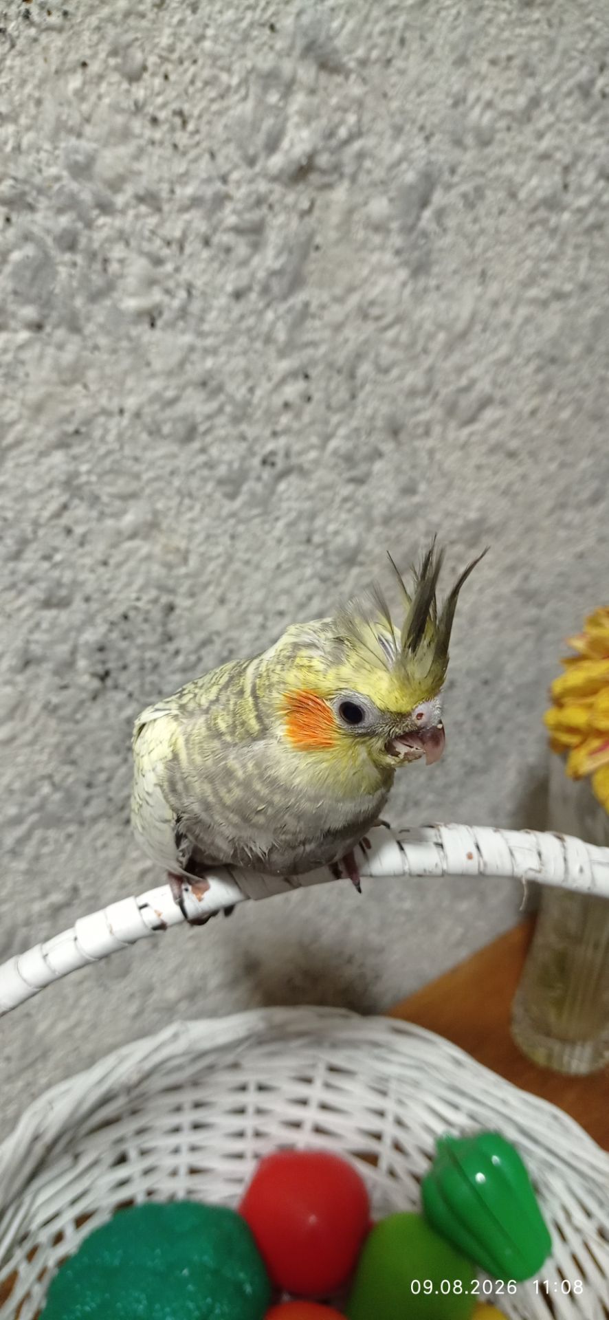 Корела пташеня Філя