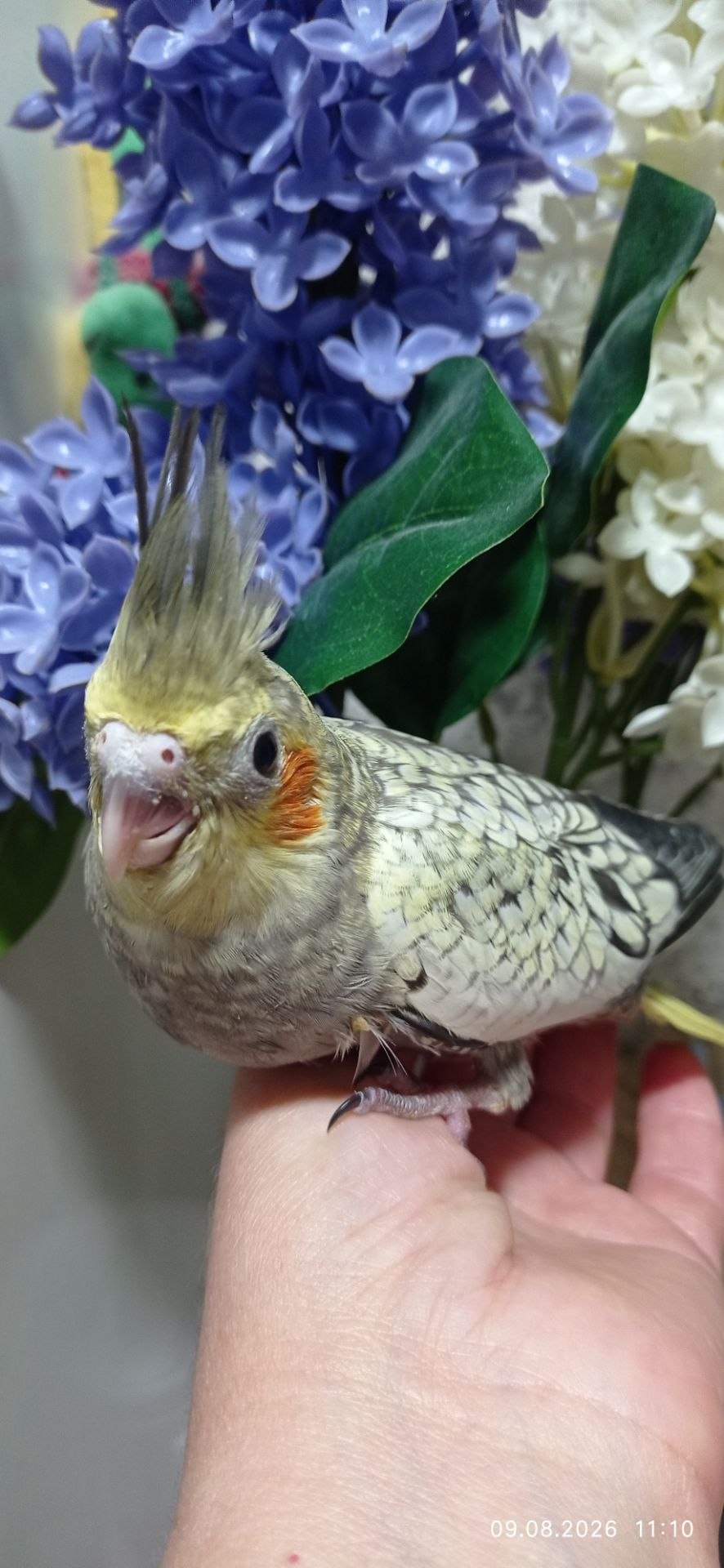 Корела пташеня Філя