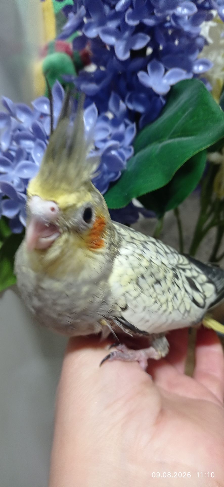 Корела пташеня Філя