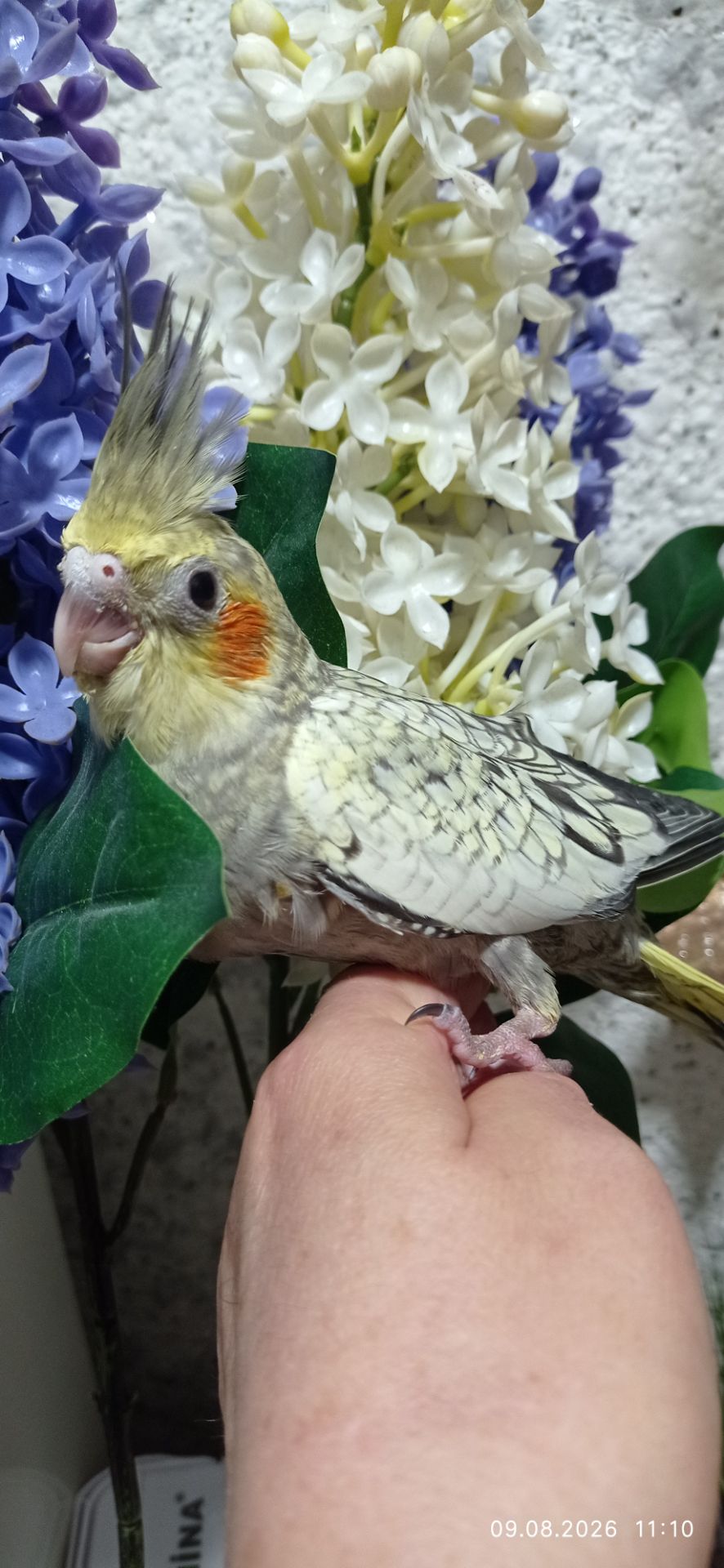 Корела пташеня Філя