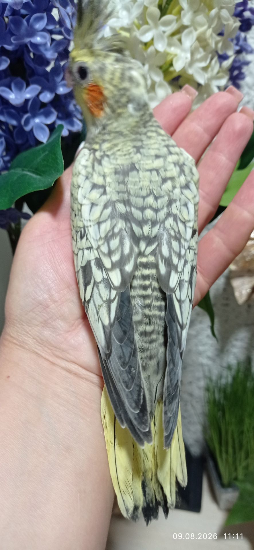 Корела пташеня Філя