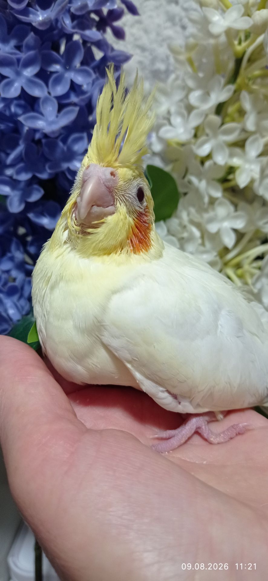 Корела пташеня Марк