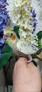 Корела пташеня Філя