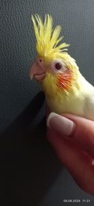 Корела пташеня Марк